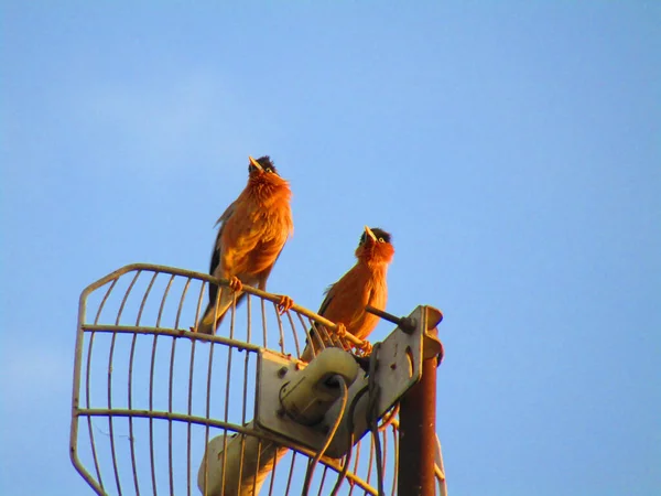 안테나에 Brahminy Myna Brahminy Starling Sturnia Pagodarum — 스톡 사진