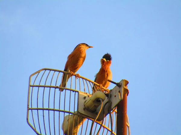 안테나에 Brahminy Myna Brahminy Starling Sturnia Pagodarum — 스톡 사진