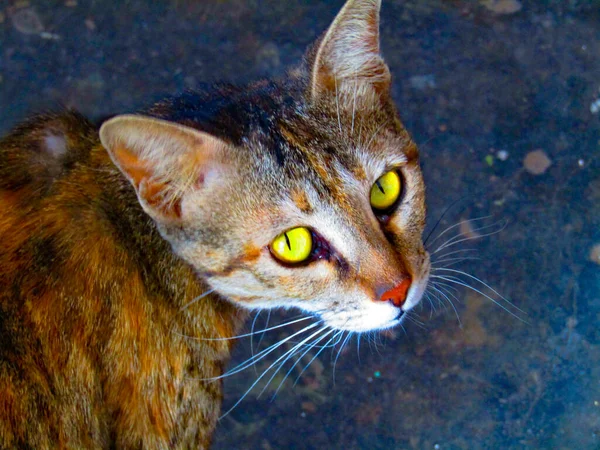 카메라를 조사하는 아름다운 고양이 Prionailurus Rubiginosus 로열티 프리 스톡 사진