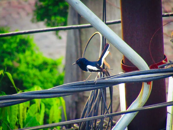 Oriental Magpie Robin Kuşu Copsychus Saularis Telin Üzerinde Oturuyor Yoldan — Stok fotoğraf