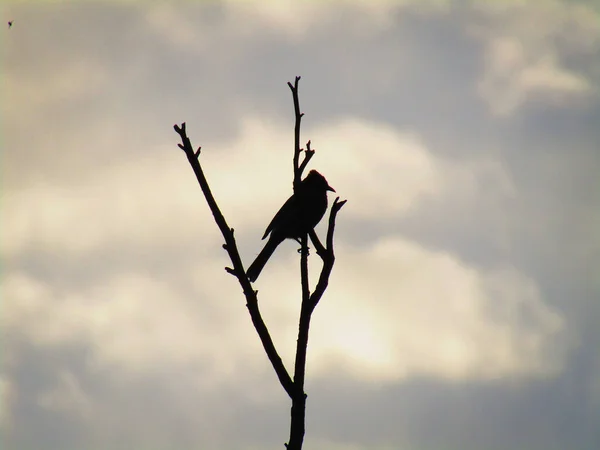 Siluet Kırmızı Bıyıklı Bülbül Kuşu Pycnonotus Jocosus Ağaçta Oturan Ibikli — Stok fotoğraf