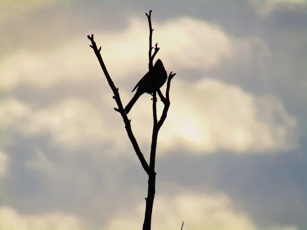 Siluet Kırmızı Bıyıklı Bülbül Kuşu Pycnonotus Jocosus Ağaçta Oturan Ibikli — Stok fotoğraf