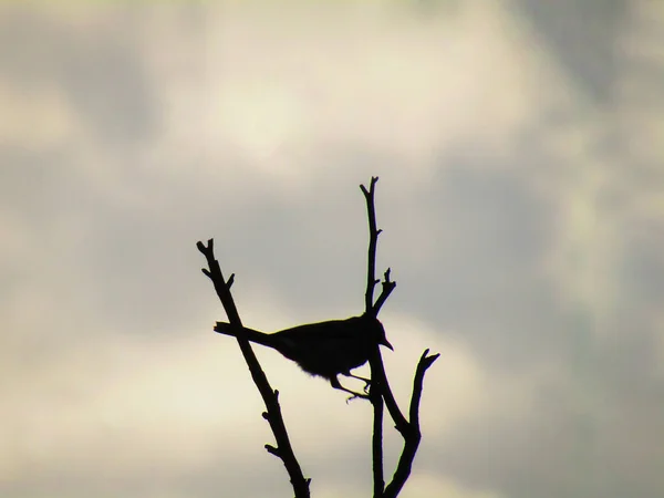 Silhouette Oiseau Bulbul Pycnonotus Jocosus Bulbul Crêpé Assis Sur Arbre — Photo