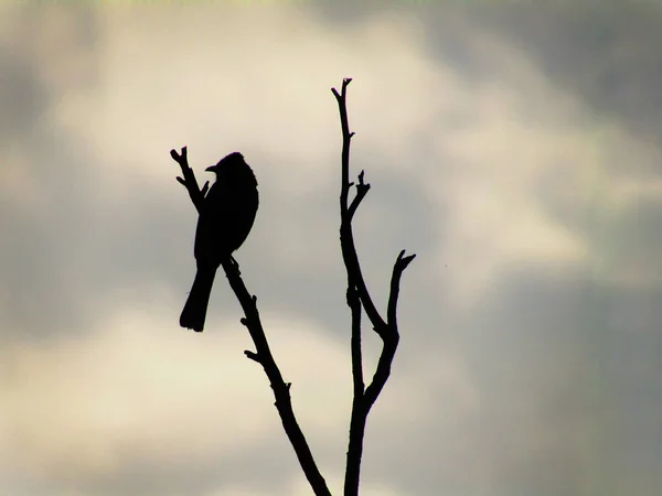 Siluet Kırmızı Bıyıklı Bülbül Kuşu Pycnonotus Jocosus Ağaçta Oturan Ibikli — Stok fotoğraf