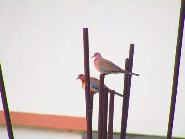 Aynı Zamanda Spilopelia Senegalensis Olarak Bilinen Gülen Iki Güvercin Oltanın — Stok fotoğraf