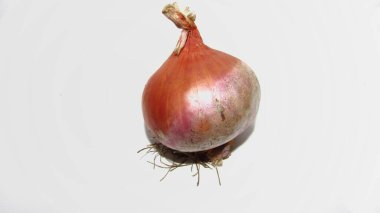 Beyaz arkaplanda soğan ya da Allium cepa 