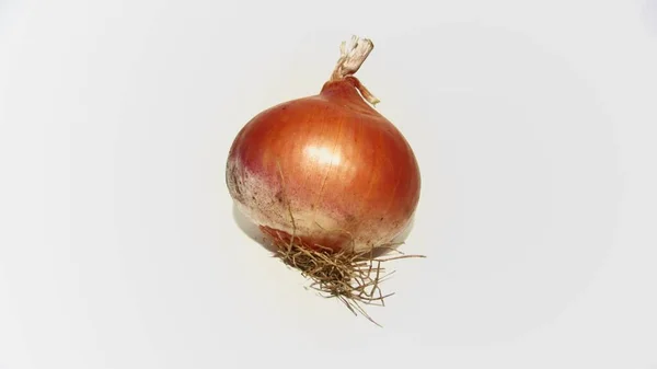 Onion Allium Cepa — 스톡 사진