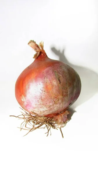 Hermosa Bombilla Cebolla Allium Cepa Sobre Fondo Blanco —  Fotos de Stock