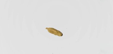 Beyaz arka planda kakule ya da elaichi 