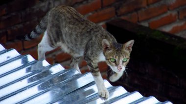 Hint kedisi ya da billi şirin poz 