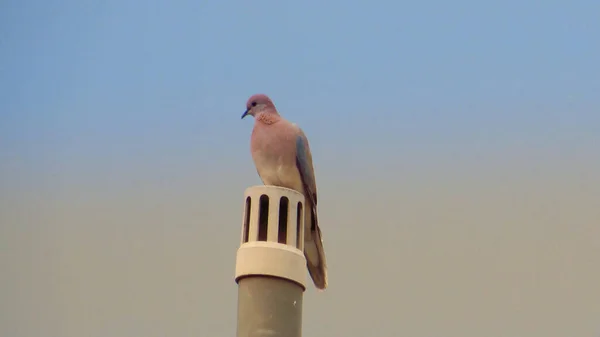 Gülen Güvercin Kuşu Yoksa Boru Üzerinde Oturan Spilopelia Senegalensis — Stok fotoğraf