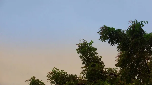Árbol Neem Con Hermoso Fondo Azul Amarillo Cielo —  Fotos de Stock