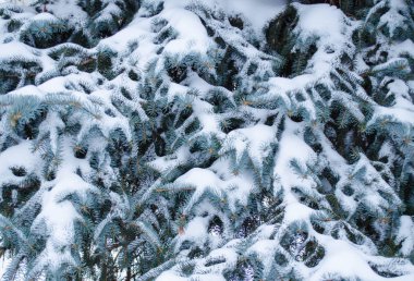 Kış köknar ağacı karla kaplı