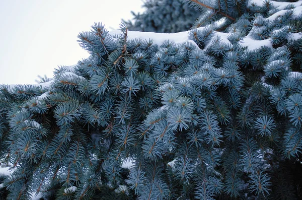 Winter fir tree in snow