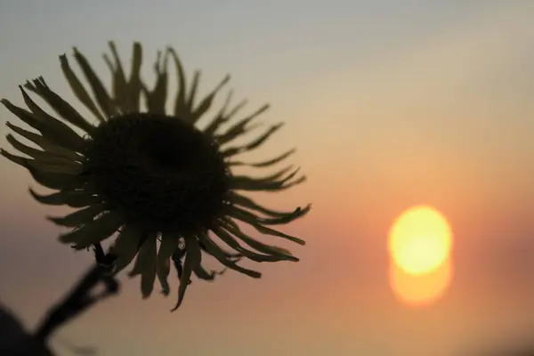 Detailní Záběr Květiny Proti Zapadajícímu Slunci Efektem Bokeh — Stock fotografie