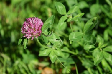 Yeşil otların arka planında çimen yoncalarından oluşan leylak çiçeği.