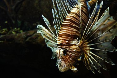 Kahverengi çizgili ve sivri uçlu yüzgeçli egzotik balıklar