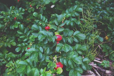 Büyük, olgun kırmızı gül kalçaları yeşil bir çalıda
