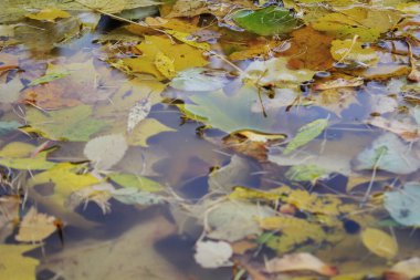 Sarı sonbahar büyük akçaağaç yaprakları