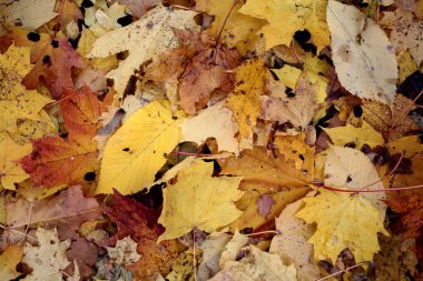 Sarı sonbahar büyük akçaağaç yaprakları