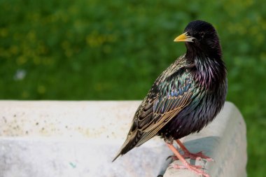 Parkın arka planında sarı gagalı sığırcık.