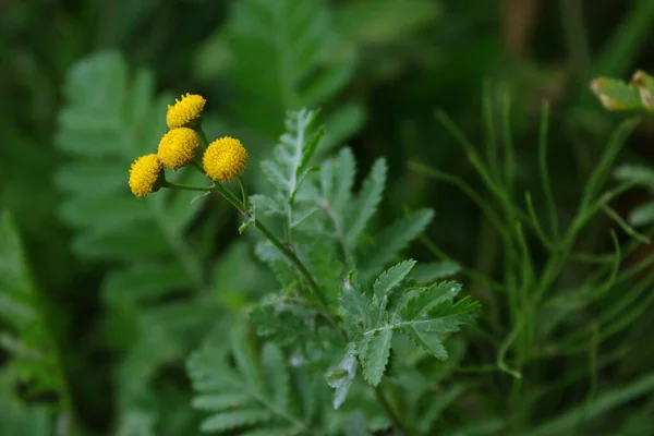 Sárga Virág Tansy Háttér Zöld Levelek Gyógynövények — Stock Fotó
