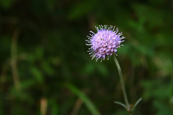 Flieder Blume Auf Einem Hintergrund Aus Grünen Blättern Und Gras — Stockfoto