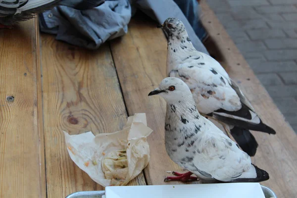 Birds Pigeons Finish Food Summer Cafe People — Stock Photo, Image