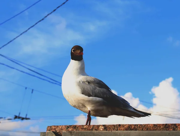 青い空の背景にカモメが近づいてくる — ストック写真