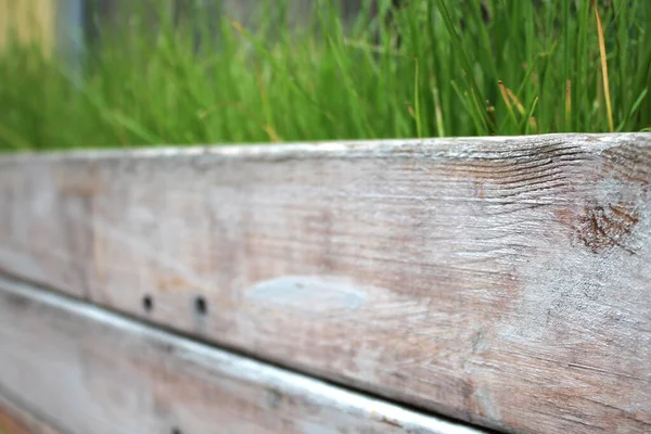 Green Grass Growing Wooden Box — Stock Photo, Image