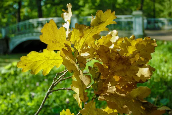 Altın sonbahar. Mavi gökyüzüne karşı sarı ağaçlar