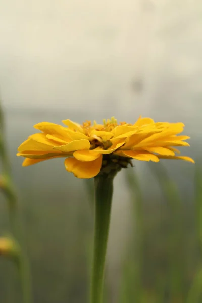 Желтый Цветок Крупным Планом Фоне Зеленых Листьев — стоковое фото