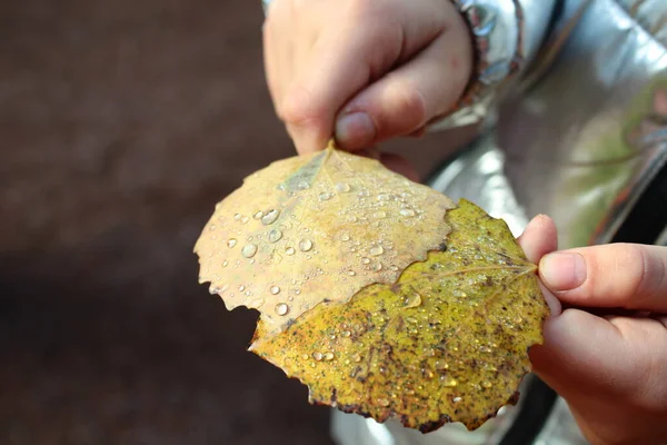 Sarı, yeşil sonbahar kavak yaprakları ve çiy damlaları. Çocuk elleri.