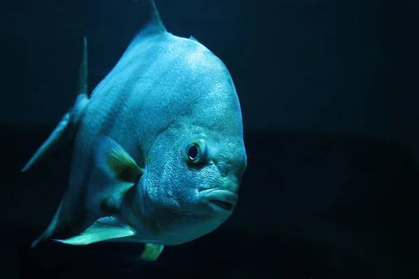 Yüzsüz mavi ağızlıklı egzotik bir balık.