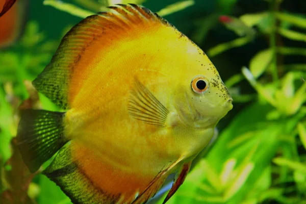 Grande Peixe Amarelo Alaranjado — Fotografia de Stock