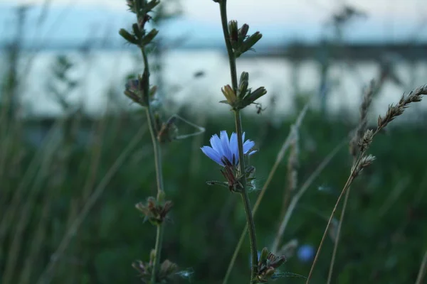 Blaulila Blume Auf Einem Hintergrund Aus Grünen Blättern — Stockfoto