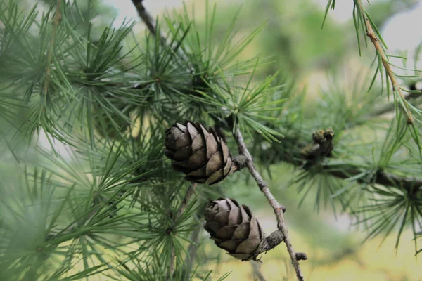 Kırık iğneli bir dala koni.