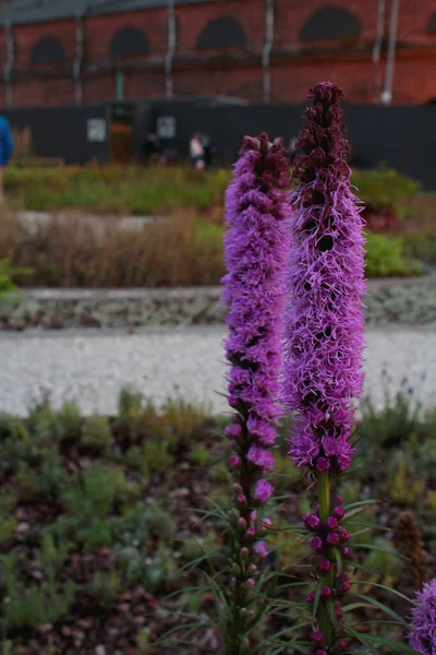 Yeşil yapraklardan oluşan arka planda yakın plan leylak çiçeği