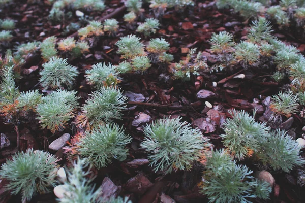 Ağaç kabuğuyla kaplı bir çiçek tarlasında alışılmadık, açık yeşil bitkiler.