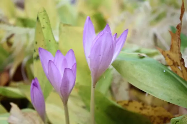 Yeşil Yapraklardan Oluşan Arka Planda Yakın Plan Leylak Çiçeği — Stok fotoğraf