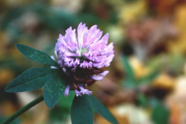 Yeşil yapraklardan oluşan arka planda çimen yoncalarından oluşan leylak çiçeği.