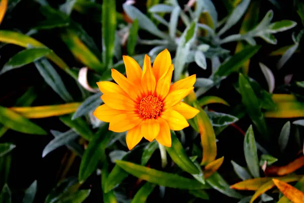Апельсиновый Цветок Фоне Зеленых Листьев — стоковое фото
