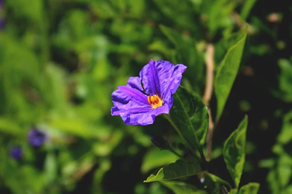 Flor Azul Fundo Verde Folhas — Fotografia de Stock