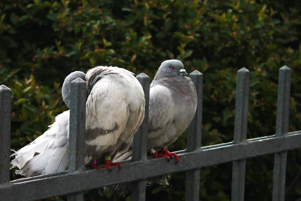 鳩は金属製の柵の上に座り — ストック写真