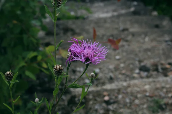 Flieder Flauschige Blume Auf Dem Hintergrund Der Straße Und Grüne — Stockfoto
