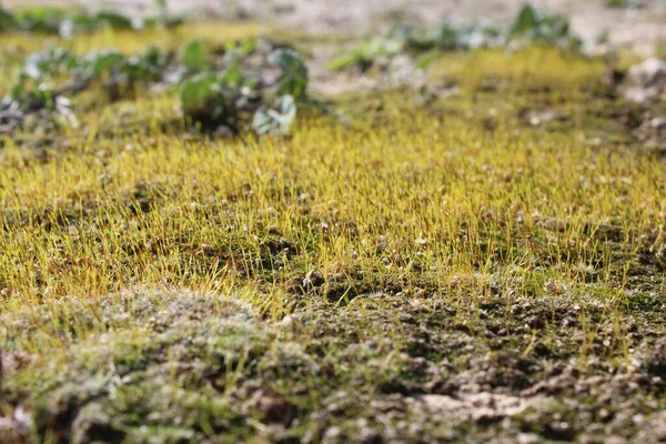 Güneşli bir günde taşlarda bahar büyür.