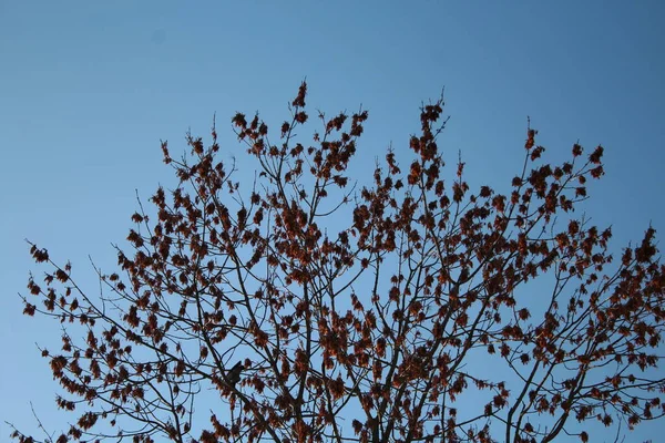 Drzewo Suchymi Listowiem Późną Jesienią Przeciw Jasnego Błękitnego Nieba — Zdjęcie stockowe