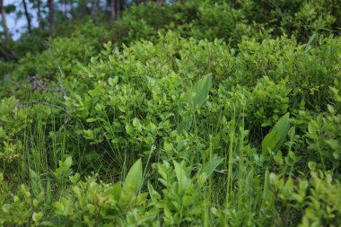 Ormanda yabanmersini çalıları