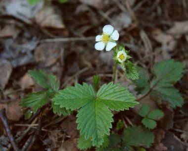 Beyaz yabani çilek çiçeği