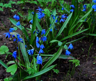 Ormanda yeşil yapraklı mavi çanlar
